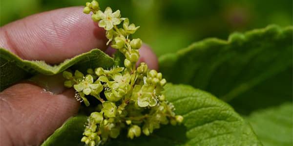 Aconogonum rumicifolium