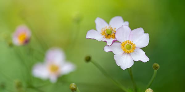 Anemone vitifolia