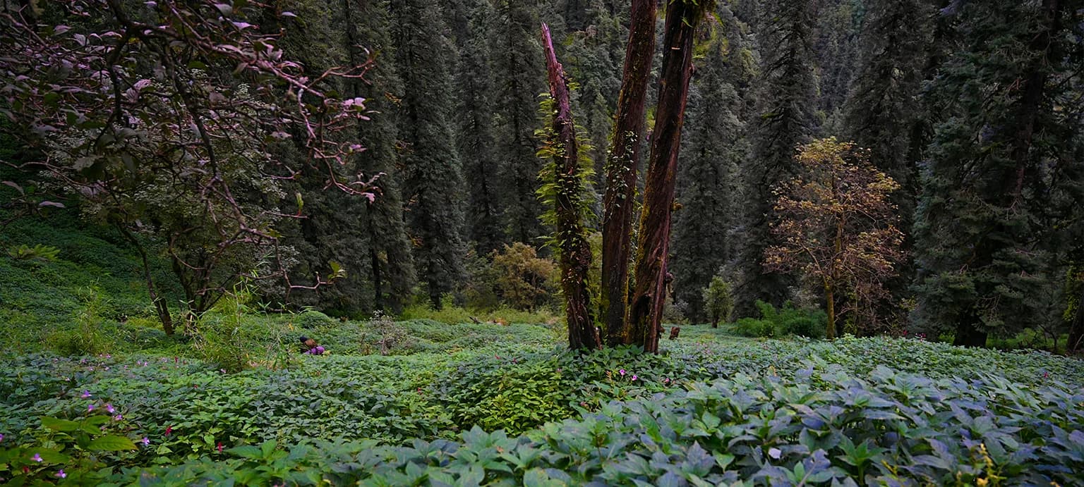 Dudhatoli Trek slide 10