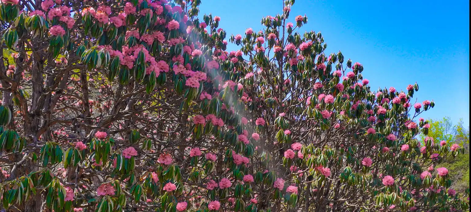 Ranthan Kharak Trek slide 3