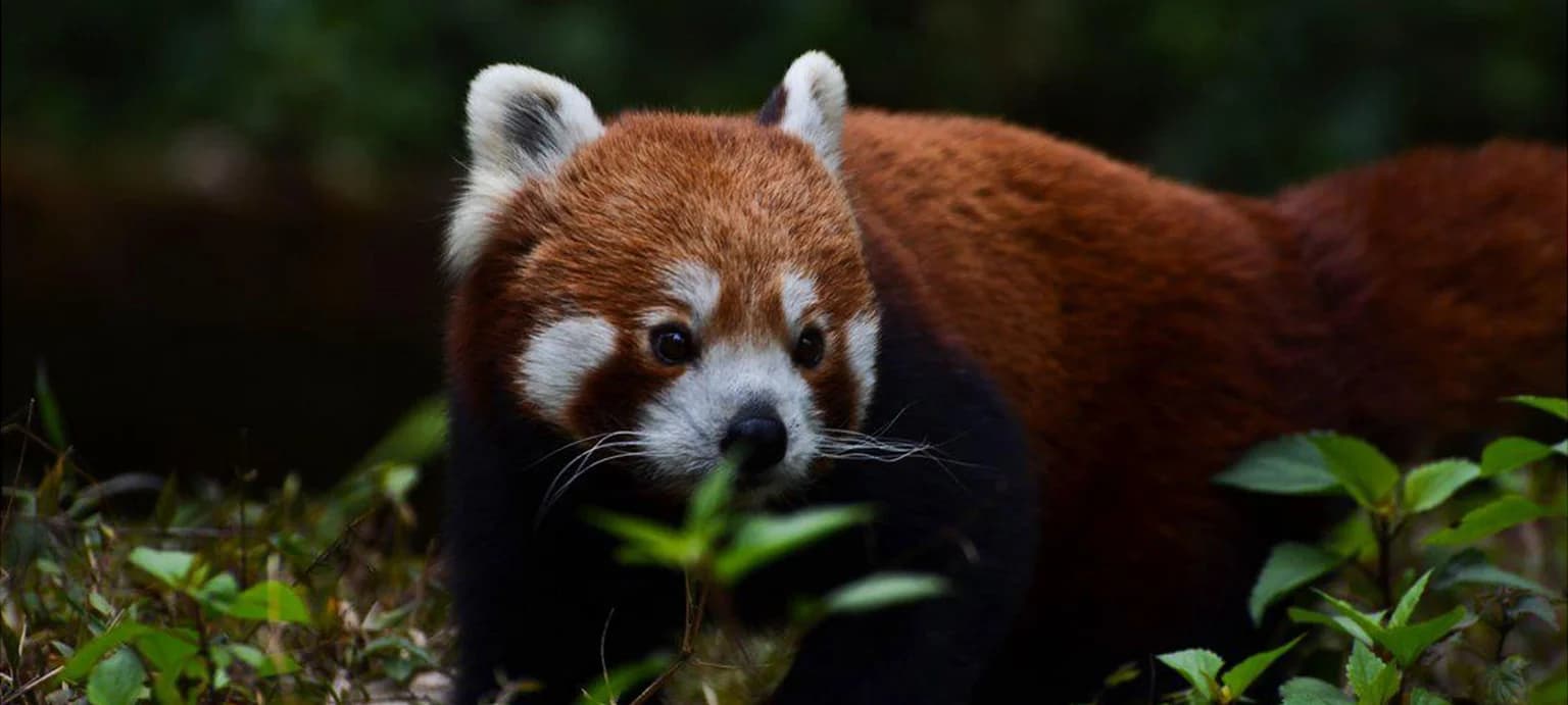 Sandakphu Trek slide 2